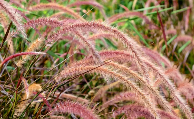 Take a look at Low-Maintenance ornamental grass