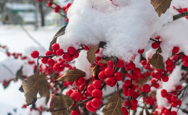 Selecting Winter-Resilient Plants