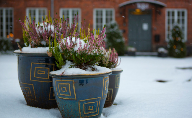 Winter Containers and Window Boxes