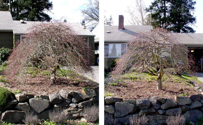 Pruning and Shaping