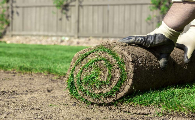 Nothing but soil in your sod